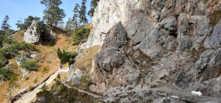 Stepbergalm über gelbes Gwänd